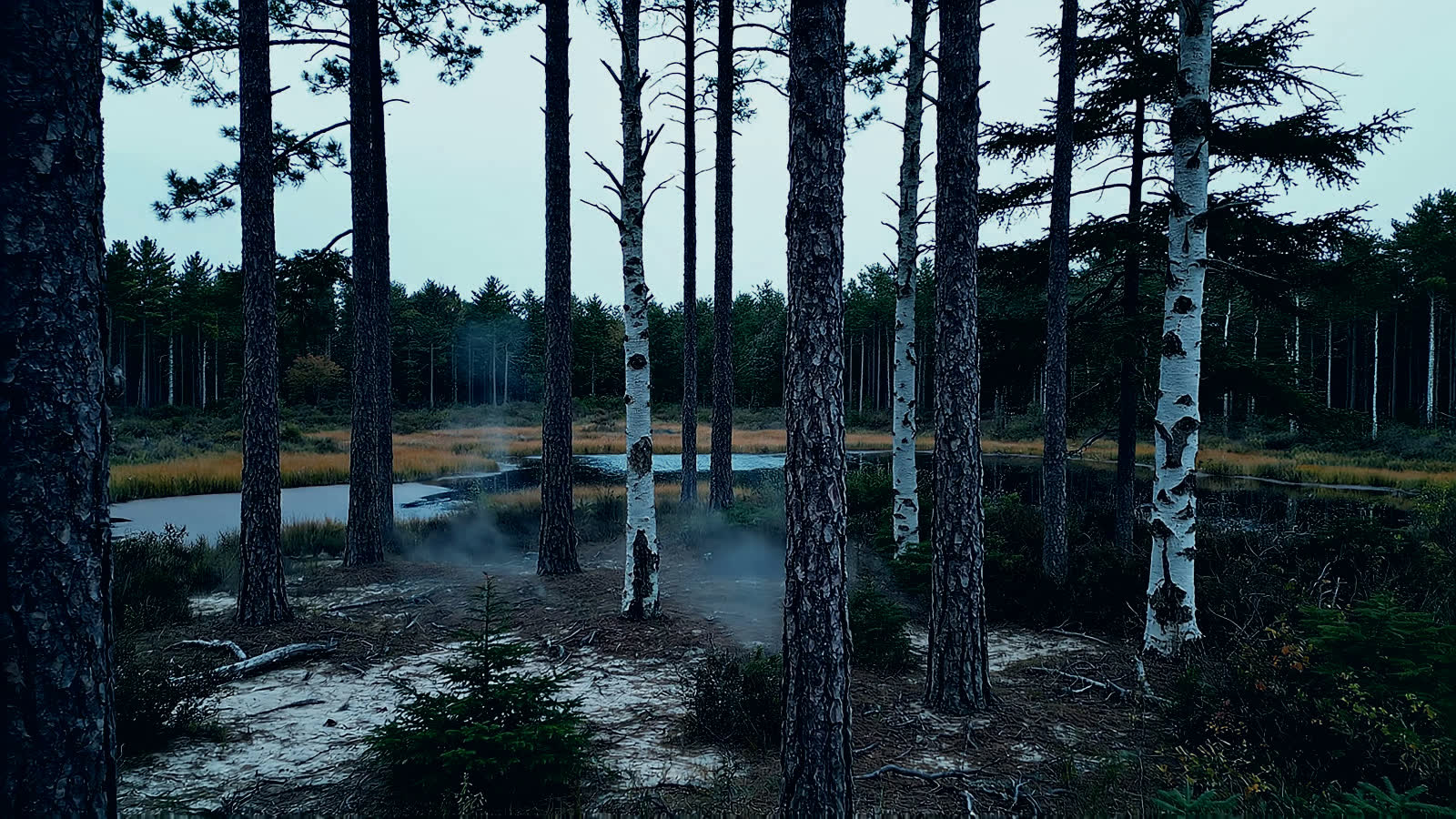 The Pine Barrens in the early morning. The hour the property is built around.